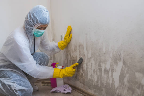 Best Mold Removal Near Me  in Hillsboro, WI