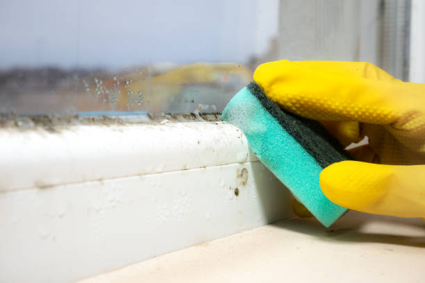Best Mold Testing  in Hillsboro, WI