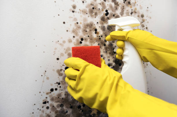 Best Attic Mold Removal  in Hillsboro, WI