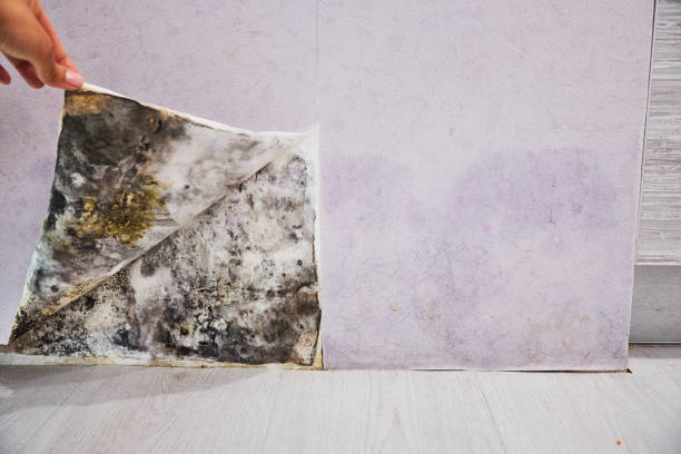 Best Mold Remediation  in Hillsboro, WI